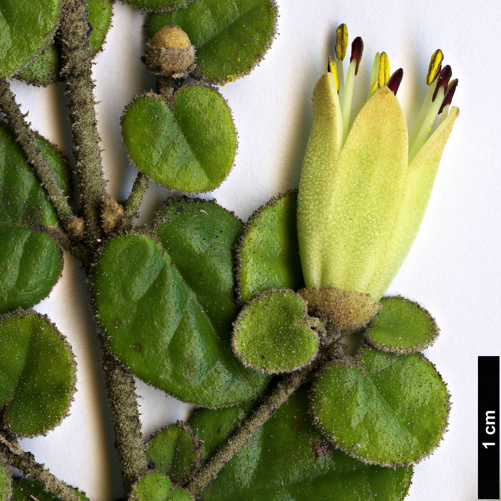High resolution image: Family: Rutaceae - Genus: Correa - Taxon: reflexa - SpeciesSub: var. nummulariifolia